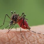 Alerta por aumento de casos de virus oropouche en España